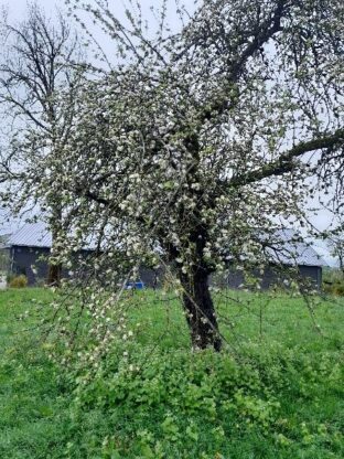 Obstbaum